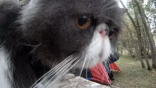 driving across Canada with a very flat cat