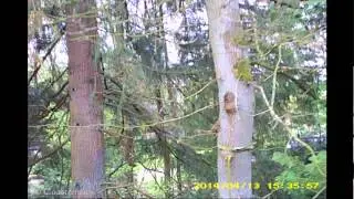 Jungle Onride Drouwenerzand Attractiepark 2014