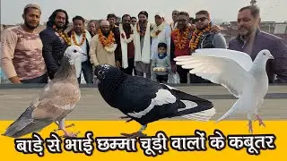 Baade Se Khalifa Yusuf Chamma Chudi Walo Ka Lajawab Shok | Ustad Azfar | Delhi Ki Kabutar Bazi