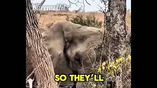 How Older Elephants Pass Out #aminals #viral #viralvideo #wildlife #shorts #shortvideo #elephant 