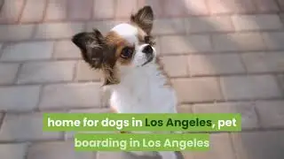 Dog Boarding Los Angeles  | Glens Dog Inn