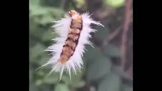 Bicho peludo que hace telara&ntilde;a. En canelones, Uruguay