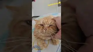 Golden Kitty 😸Geoffrey. #cuteanimal #goldencat #goldenkitty #foryou #cutecat #cat