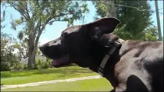 Dog daze