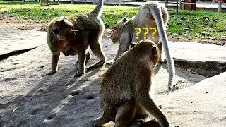 What Up! Sweet Pea Much Wonder To See Big Monkey & Mom Try Doing Like This.