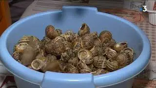 [Série 4/4] Les recettes du terroir : aujourd'hui, les cagouilles au pineau