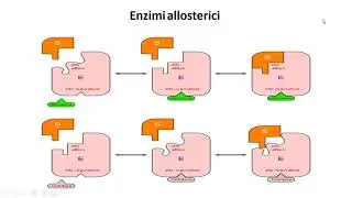 8. Regolazione dell'attività enzimatica