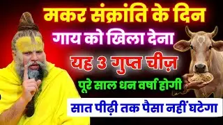 मकर संक्रांति के दिन गाय को ये तीन गुप्त चीजें खिलाने से जीवन भर समृद्धि प्राप्त होगी...