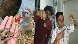 Hamster k Bache Agay || local  Hamster 🐹 || Mitha pets vlog