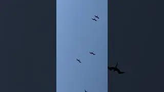 Pterodactyl sighting!!!!
