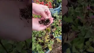 😊Collect Seeds From Coneflowers😮 - #shorts  #garden #flowergardening #flowerseeds
