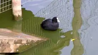 Coot in Duck Pond (UK Water Birds)