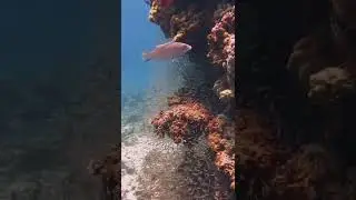 Amazing #underwater heaven of the #canyon dive spot in #dahab. #scubadivingdahab #redseadiving