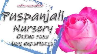 Online rose plant buy experience | Customer review on rose plant from puspanjali nursery