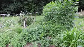 Jerusalem Artichokes and Potatoes InterPlanting Review