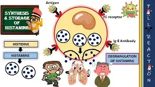 Why Histamine is stored along with Heparin in mast cell?