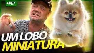 OS MINI LOBOS DA POMERÂNEA! | Richard Rasmussen 🐶 #luludapomerania #spitz #lulu