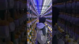40ft Mushroom growing container😍😍😍