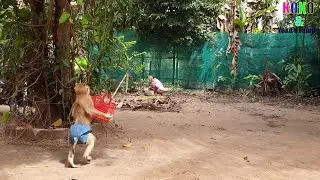 Very Smart Yoko - Prince BB Monkey Yoko Run So Fast Carry Basket For Grandma
