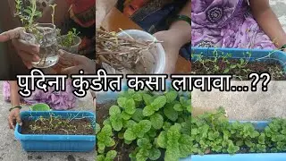 पुदिना कुंडीत कसा वाढतो आहे बघा...🌱 @MaharashtrianWarsa 