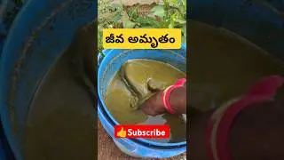 How to make and use Jiva Amrutham #farming #organic #telugu #agriculture #urbanfarmer