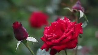 Red Rose Blooming | Flower Blooming | Red Rose | Flower | Rose Video | Nature Video | Nature Channel