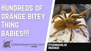 Pterinochilus Murinus- Orange Baboon Tarantula Egg Sac Removal
