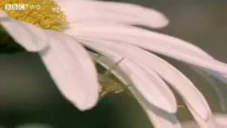 Springwatch - Wildlife Story 3: Flowerbed
