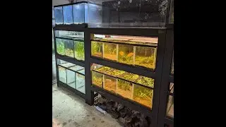 First fish room tour 11- 9- 2022
