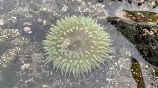 Rialto Beach Camping and Tidepooling