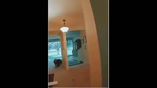 dog blows up old man ring camera ai