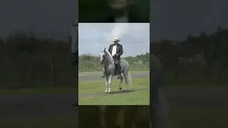Paso Fino - Caballo Criollo Colombiano 🐴