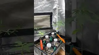 Sexing your plants fast! #garden #botanylovers #gardeningtips #gardening #gardenplants #gardenadvice