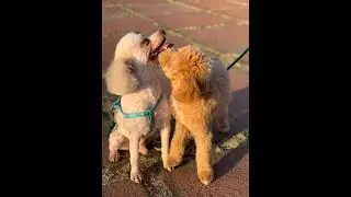 Cute and lovable dogs on the park #short #dogs #lovable dogs #animalvideos