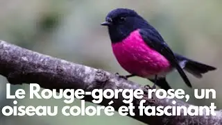 Le Rouge-Gorge Rose, Un Oiseau Color&eacute; Et Fascinant De La For&ecirc;t Australienne