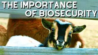 Why You NEED to be Testing Your Goats for CL, CAE, and Johne's Disease!