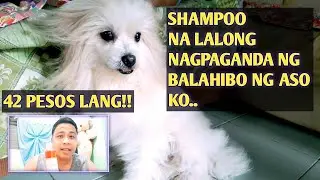 SHAMPOO NG ASO KO 42 PESOS LANG!!