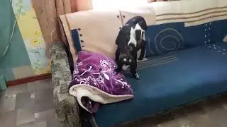 Козлик приехал в лнр🌿❇️!