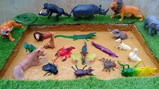 Insects, Sea & Wild Animals Stuck in Mud! Watch Them Get Washed Clean | Dirty to Clean Animal Fun