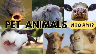 Pet Animals for Kids 🐾 | Learn Pets Names | Fun Animal Learning Video