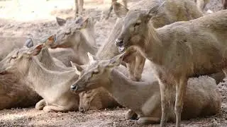 Kanuju animal