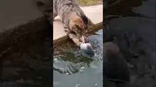 Mom Is Shocked Seeing the Cat Catch a Fish 😹#trending#youtubeshorts