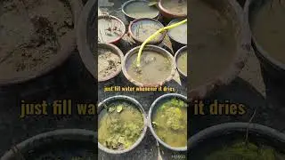 Lotus tubers died or alive | tips for this winter | #winter #lotus