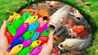Catch fish in plastic tubes, anchovies, moly, skirt fish, parrot fish, three-tailed fish, catfish.
