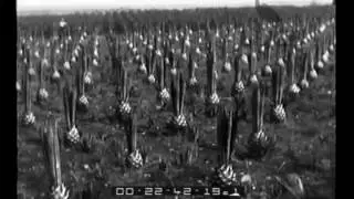 La coltivazione dell'agave nei pressi di Acquedolci in Sicilia, cittadina creata in pochi anni