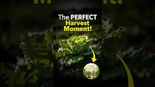 Iceberg Lettuce: The PERFECT Harvest Moment! #gardening