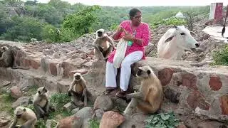 Love monkeys @Brij-vlogs-757