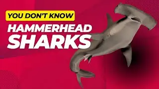 Top 10 Hammerhead Shark Facts You Probably Didn't Know