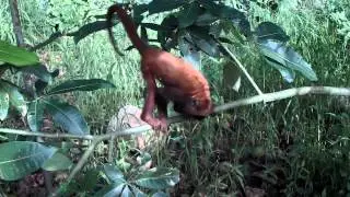 Primate Rescue Network's 