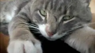 Il gatto Felice si racconta